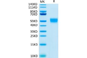 Human CD24 on Tris-Bis PAGE under reduced condition.
