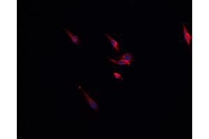 ABIN6276752 staining HepG2?