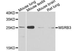 Western blot analysis of extracts of various cell lines, using MSRB3 antibody. (MSRB3 anticorps)
