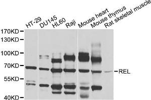Western blot analysis of extracts of various cell lines, using REL antibody (ABIN5970527) at 1/1000 dilution. (c-Rel anticorps)