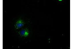 Anti-CD4 mouse monoclonal antibody (ABIN2452331) immunofluorescent staining of COS7 cells transiently transfected by pCMV6-ENTRY CD4 (RC206453). (CD4 anticorps)