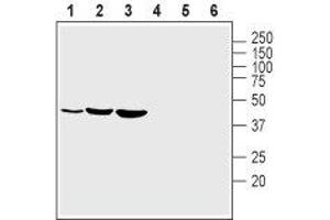 Western blot analysis of rat brain lysate (lanes 1 and 4), rat heart lysate (lanes 2 and 5) and mouse heart lysate (lanes 3 and 6): - 1-3. (KCNJ2 anticorps  (Extracellular Loop))