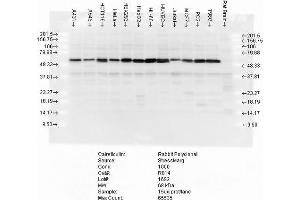 Western blot analysis of multiple cell lines lysates showing detection of Calreticulin protein using Rabbit Anti-Calreticulin Polyclonal Antibody . (Calreticulin anticorps  (FITC))