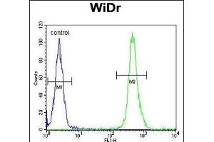 VPS26A Antibody (Center) (ABIN652668 and ABIN2842449) flow cytometric analysis of WiDr cells (right histogram) compared to a negative control cell (left histogram). (VPS26A anticorps  (AA 263-291))