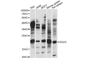 Western blot analysis of extracts of various cell lines, using ISG20 antibody (ABIN6290467) at 1:1000 dilution. (ISG20 anticorps)