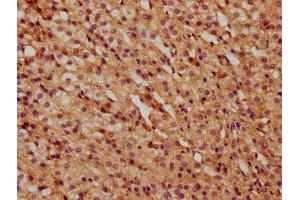IHC image of ABIN7148461 diluted at 1:500 and staining in paraffin-embedded human adrenal gland tissue performed on a Leica BondTM system. (COG6 anticorps  (AA 556-653))