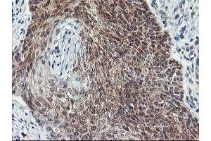 Image no. 3 for anti-CoA Synthase (COASY) antibody (ABIN1497557) (COASY anticorps)