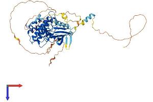 AlphaFold protein structure predicition of Human Recombinant CAMKK1 Protein, UniprotID Q8N5S9