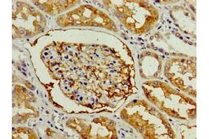 Immunohistochemistry of paraffin-embedded human kidney tissue using ABIN7154035 at dilution of 1:100 (ENPEP anticorps  (AA 719-949))