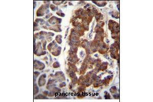 DPT Antibody (N-term) (ABIN656571 and ABIN2845833) immunohistochemistry analysis in formalin fixed and paraffin embedded human pancreas tissue followed by peroxidase conjugation of the secondary antibody and DAB staining. (Dermatopontin anticorps  (N-Term))