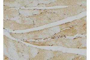 ABIN6276612 at 1/100 staining Mouse muscle tissue by IHC-P. (CA3 anticorps  (N-Term))