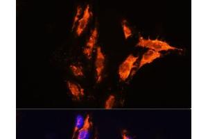 Immunofluorescence analysis of C6 cells using MFGE8 Polyclonal Antibody at dilution of 1:100.