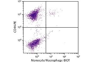 Chicken peripheral blood monocytes were stained with Mouse Anti-Chicken Monocyte/Macrophage-BIOT. (Macrophage/Monocyte anticorps (Biotin))