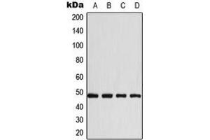 Western blot analysis of CD147 expression in A431 (A), HeLa (B), Raw264. (CD147 anticorps  (C-Term))