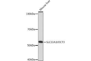 Western blot analysis of extracts of Mouse liver, using SLC22/OCT3 Rabbit pAb (ABIN7269108) at 1:1000 dilution. (SLC22A3 anticorps)