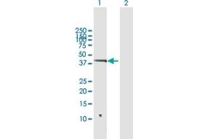 Western Blot analysis of SNIP1 expression in transfected 293T cell line by SNIP1 MaxPab polyclonal antibody.