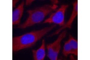 Immunofluorescence analysis of methanol-fixed HeLa cells using Phospho-SYN1(S9) Polyclonal Antibody