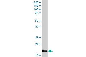 NPC2 MaxPab rabbit polyclonal antibody.