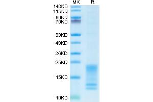 Biotinylated Human BAFFR on Tris-Bis PAGE under reduced conditions.