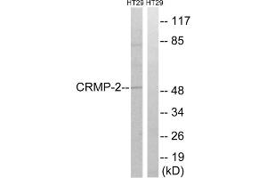Western blot analysis of extracts from HT-29 cells, treated with heat shock, using CRMP2 (epitope around residue 509) antibody. (DPYSL2 anticorps  (Thr509))