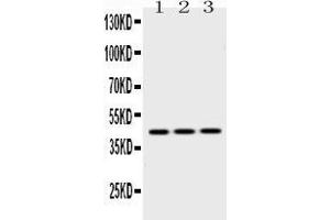 Western blot analysis of EBP1 expression in rat liver extract ( Lane 1), NIH3T3 whole cell lysates ( Lane 2) and HEPG2 whole cell lysates ( Lane 3). (PA2G4 anticorps  (C-Term))