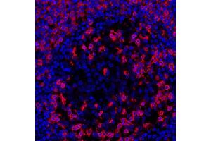 Immunofluorescence (IF) image for anti-CD45RO (CD45RO) antibody (ABIN7449553) (CD45RO anticorps)
