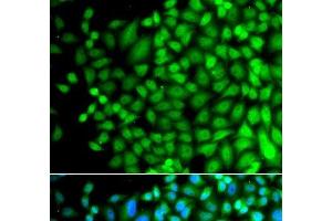 Immunofluorescence analysis of A549 cells using SUPT20H Polyclonal Antibody