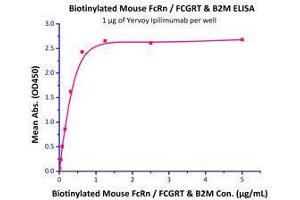 Immobilized Yervoy Ipilimumab (Human IgG1) at 10 μg/mL (100 μL/well) can bind Biotinylated Mouse FcRn / FCGRT & B2M (Cat# FCM-M82W6) with a linear range of 0. (FcRn Protein (AA 22-297) (His tag,Strep Tag,AVI tag,Biotin))