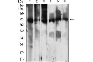 Western blot analysis using PCK2 mouse mAb against Jurkat (1), C2C12 (2), Hela (3), HepG2 (4), COS7 (5), and HL-60 (6) cell lysate.