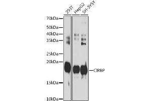 Western blot analysis of extracts of various cell lines, using CIRBP antibody (ABIN7266452) at 1:1000 dilution. (CIRBP anticorps)