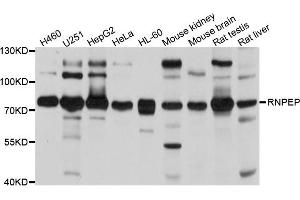 Western blot analysis of extracts of various cells, using RNPEP antibody. (RNPEP anticorps)