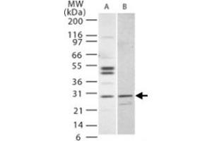 Western blot analysis of IL27 in (A) Jurkat and (B) NIH/3T3 cells. (IL-27 anticorps  (AA 31-46))