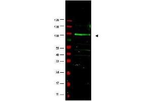 Western blot using  affinity purified anti-FBOX9 antibody shows detection of a band at ~100 kDa (arrowhead) believed to correspond to FBOX9 present in a MCF7 whole cell lysate (lane 1). (FBXO9 anticorps  (AA 431-447))