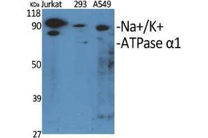 Western Blot (WB) analysis of specific cells using Na+/K+-ATPase alpha1 Polyclonal Antibody. (ATP1A1 anticorps  (Ser16))