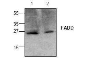 Image no. 1 for anti-Fas (TNFRSF6)-Associated Via Death Domain (FADD) antibody (ABIN126986) (FADD anticorps)