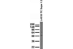 Adult whole rat brain homogenate immunoblot.