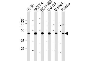 All lanes : Anti-LRRC34 Antibody (Center) at 1:2000 dilution Lane 1: HL-60 whole cell lysate Lane 2: MOLT-4 whole cell lysate Lane 3: NCI- whole cell lysate Lane 4: U-2 OS whole cell lysate Lane 5: mouse heart lysate Lane 6: rat testis lysate Lysates/proteins at 20 μg per lane. (LRRC34 anticorps  (AA 154-182))