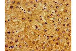 Immunohistochemistry of paraffin-embedded human liver tissue using ABIN7163461 at dilution of 1:100 (Pirin anticorps  (AA 1-290))