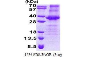 SDS-PAGE (SDS) image for Neuralized Homolog 2 (NEURL2) (AA 1-285) protein (His tag) (ABIN7280413)
