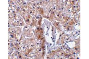 Immunohistochemical staining of human liver tissue using Casp12 small polyclonal antibody  at 10 ug/mL . (Caspase 12 anticorps)