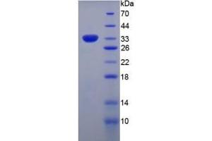 SDS-PAGE of Protein Standard from the Kit  (Highly purified E.