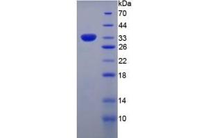 SDS-PAGE of Protein Standard from the Kit  (Highly purified E. (COL7 Kit ELISA)
