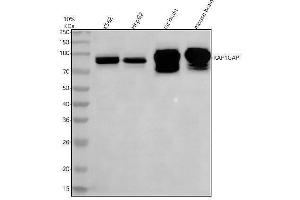 Western blot analysis of RAP1GAP using anti-RAP1GAP antibody (ABIN7606141).