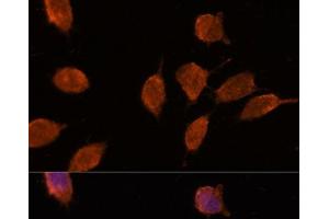 Immunofluorescence analysis of L929 cells using IPO8 Polyclonal Antibody at dilution of 1:100. (Importin 8 anticorps)