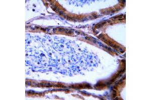Immunohistochemical analysis of Granzyme B/H staining in human tonsil formalin fixed paraffin embedded tissue section.