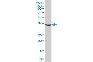 PAX9 MaxPab polyclonal antibody.
