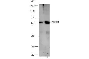 Lane 1:mouse liver lysates Lane 2:mouse brain probed with Rabbit Anti-PDE7B Polyclonal Antibody, Unconjugated (ABIN1386171) at 1:300 overnight at 4 °C. (PDE7B anticorps  (AA 281-360))