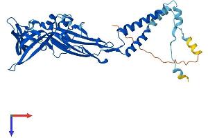 AlphaFold protein structure predicition of Human Recombinant P2RX3 Protein, UniprotID P56373