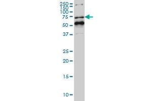 NR1D1 monoclonal antibody (M02), clone 4F6 Western Blot analysis of NR1D1 expression in Hela S3 NE .