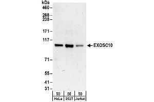 Western Blotting (WB) image for anti-Exosome Component 10 (EXOSC10) (AA 835-885) antibody (ABIN7452933)